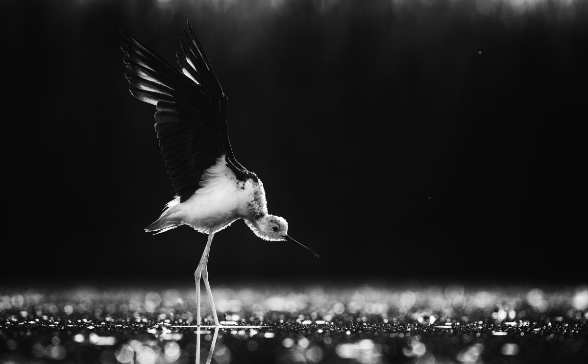 Szakolczai Krisztina