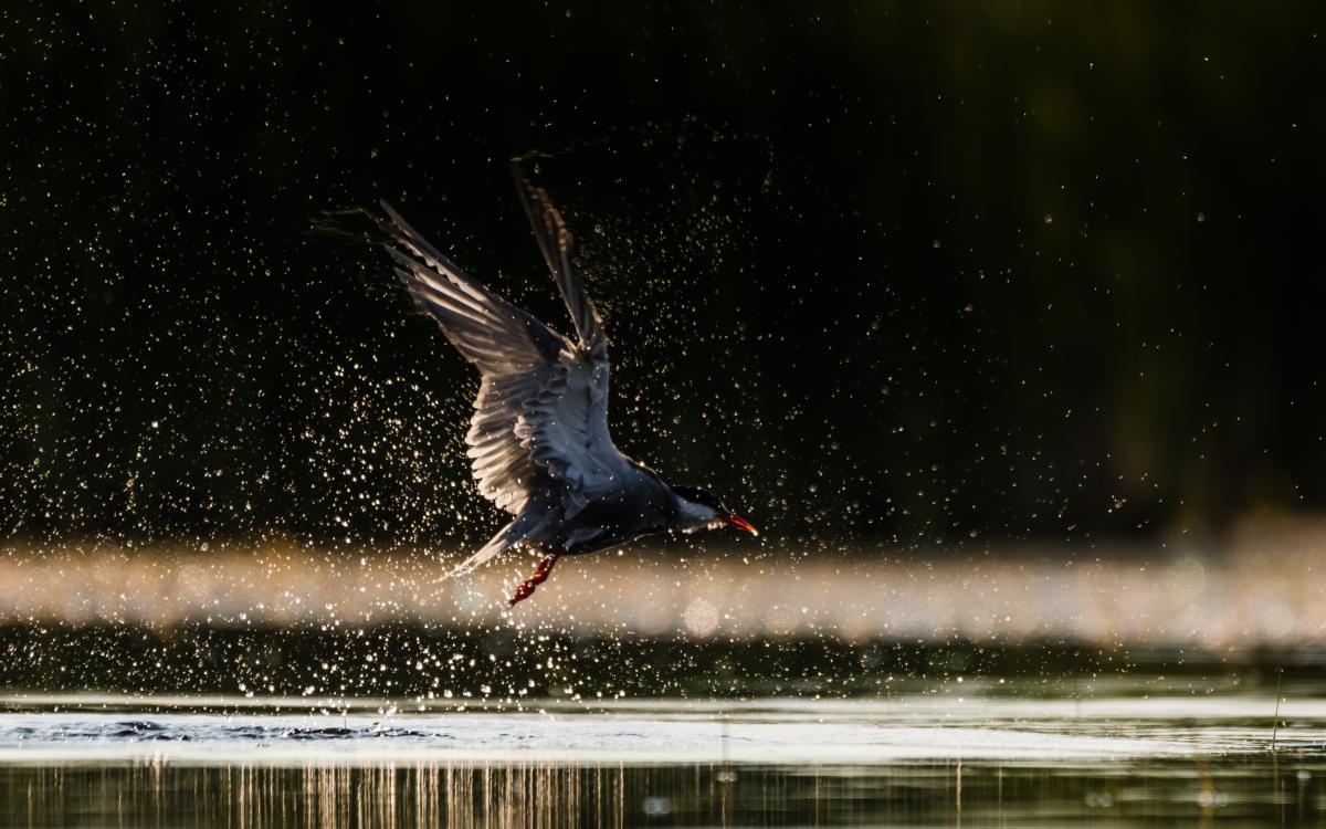 Szakolczai Krisztina