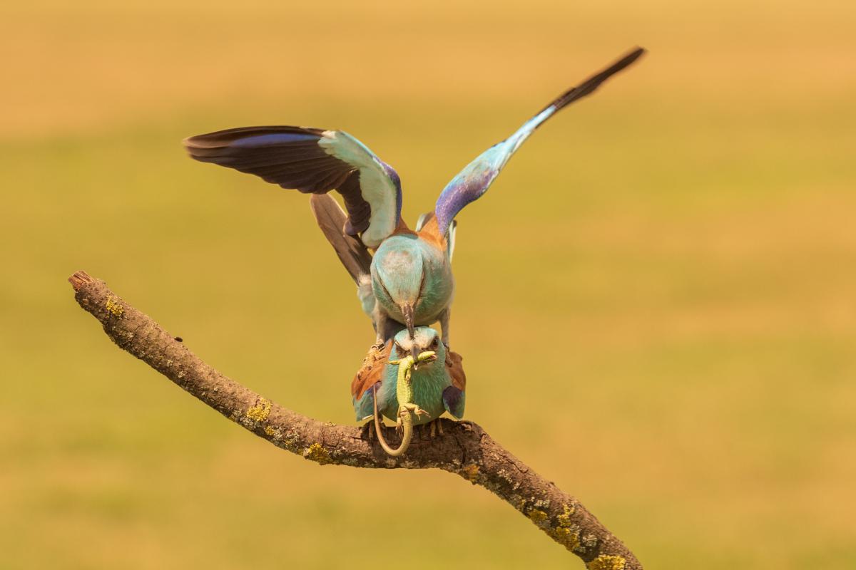 Gémné Kovács Anita