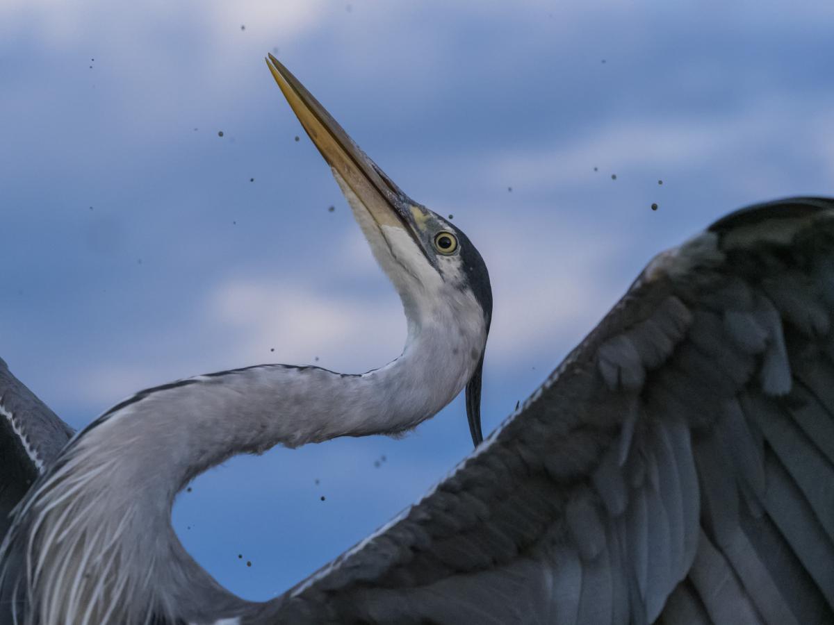 dr. Horváth Erzsébet