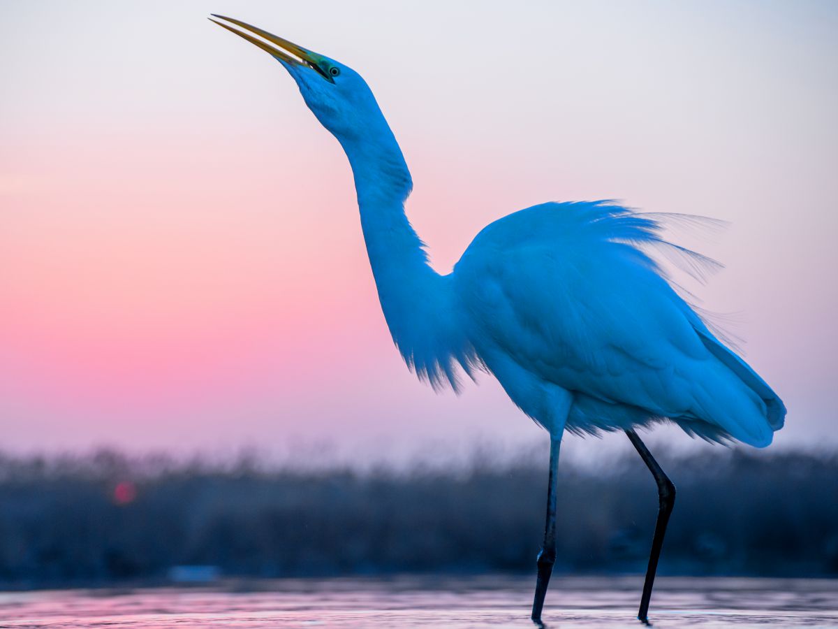 Gaál Zoltán Péter