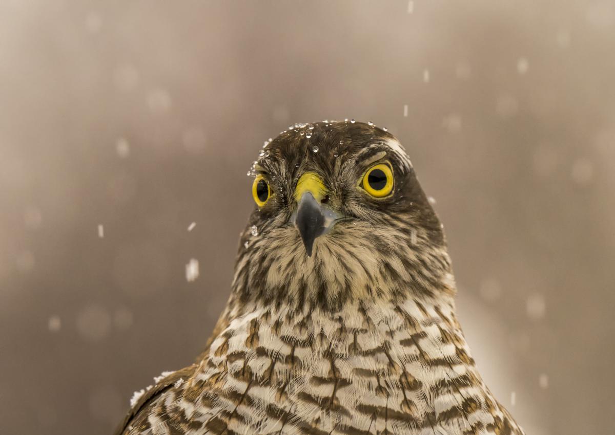 dr. Horváth Erzsébet