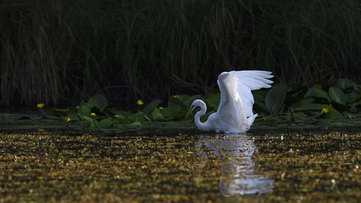 Násfayné Kőházi Mária