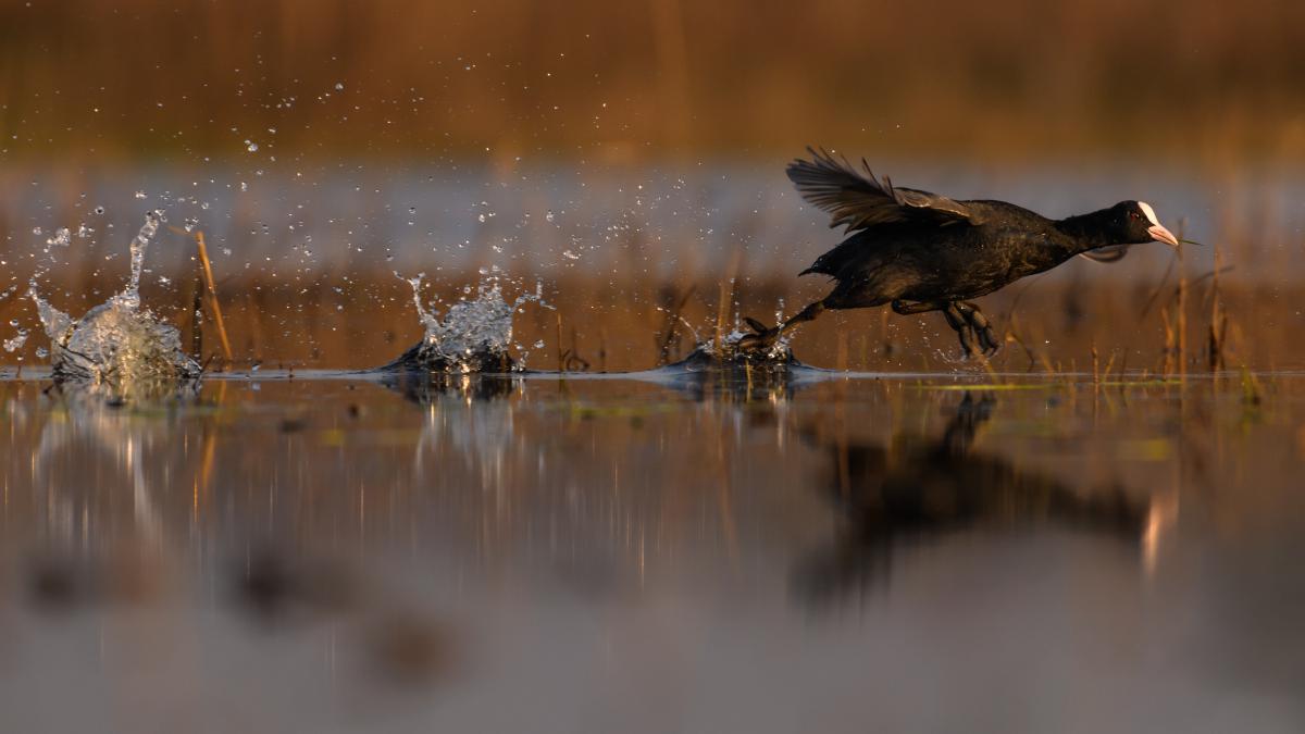 Szakolczai Krisztina