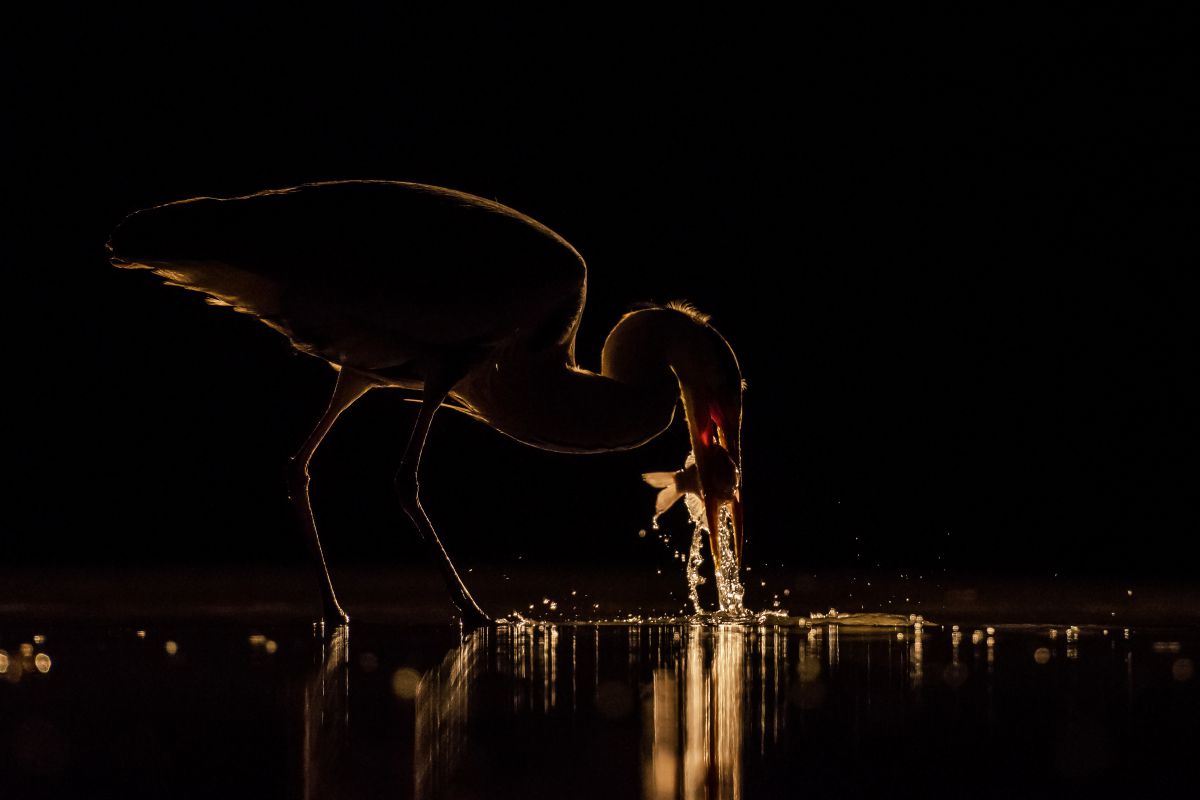 Gaál Zoltán Péter