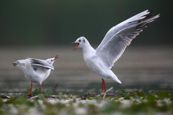 Mikor előző este későn értél haza