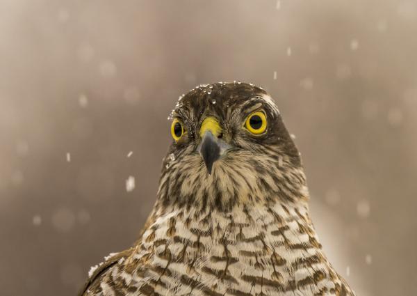 Karvaly tojó hóesésben