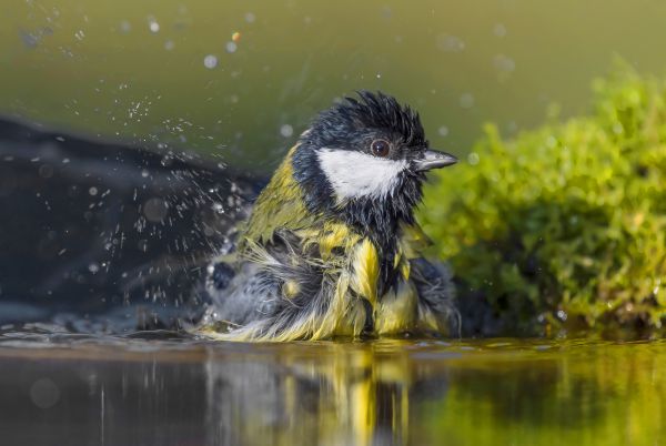 Egy kis tisztálkodás