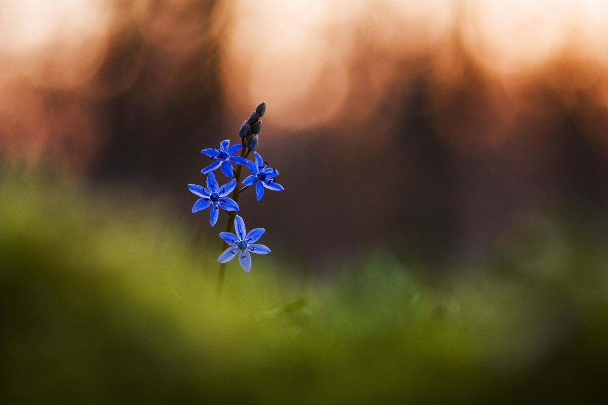 Sándor-Tóth Zsuzsanna