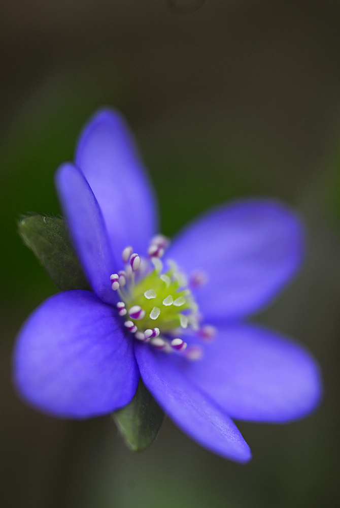 Násfayné Kőházi Mária