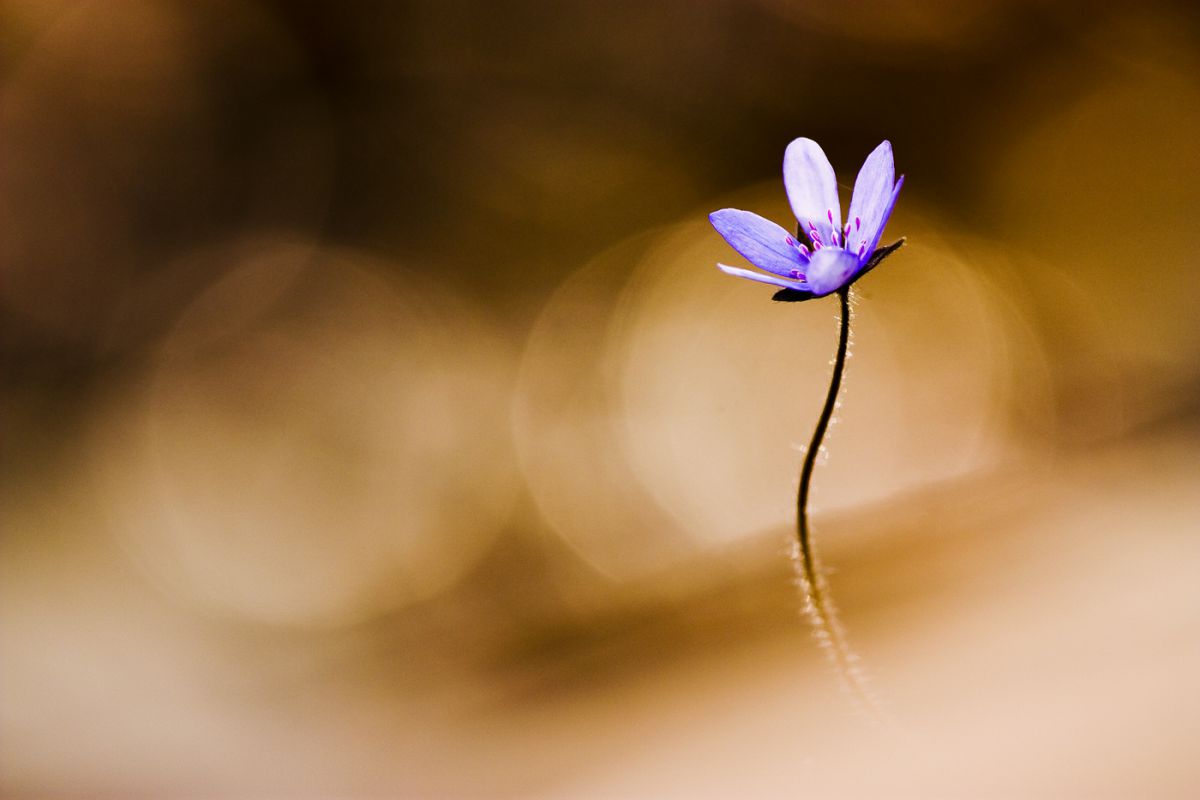 Sándor-Tóth Zsuzsanna