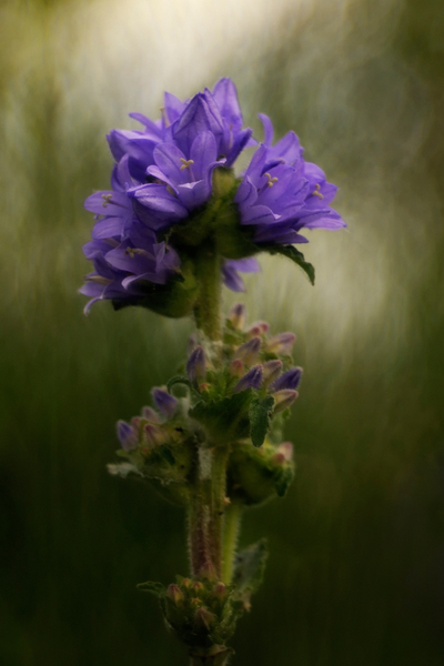 Csomós harangvirág