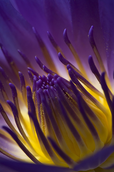 &quot;Porfészek&quot;