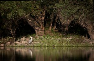 Csend-élet-fények Csend-élet-fények