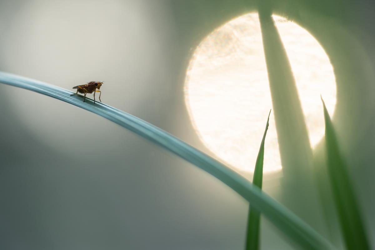 Darányiné Bakos Éva