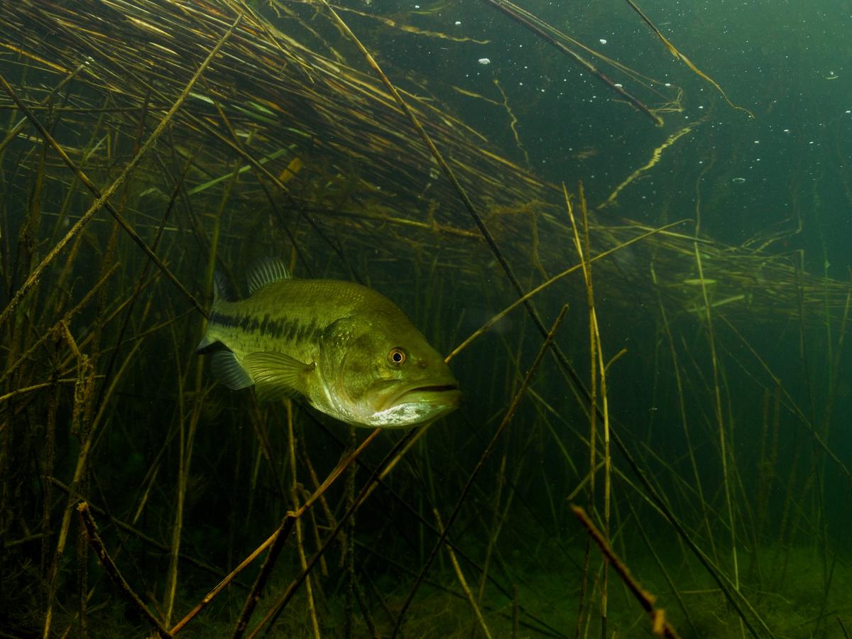 Násfayné Kőházi Mária