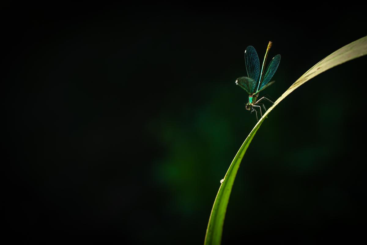 Darányiné Bakos Éva