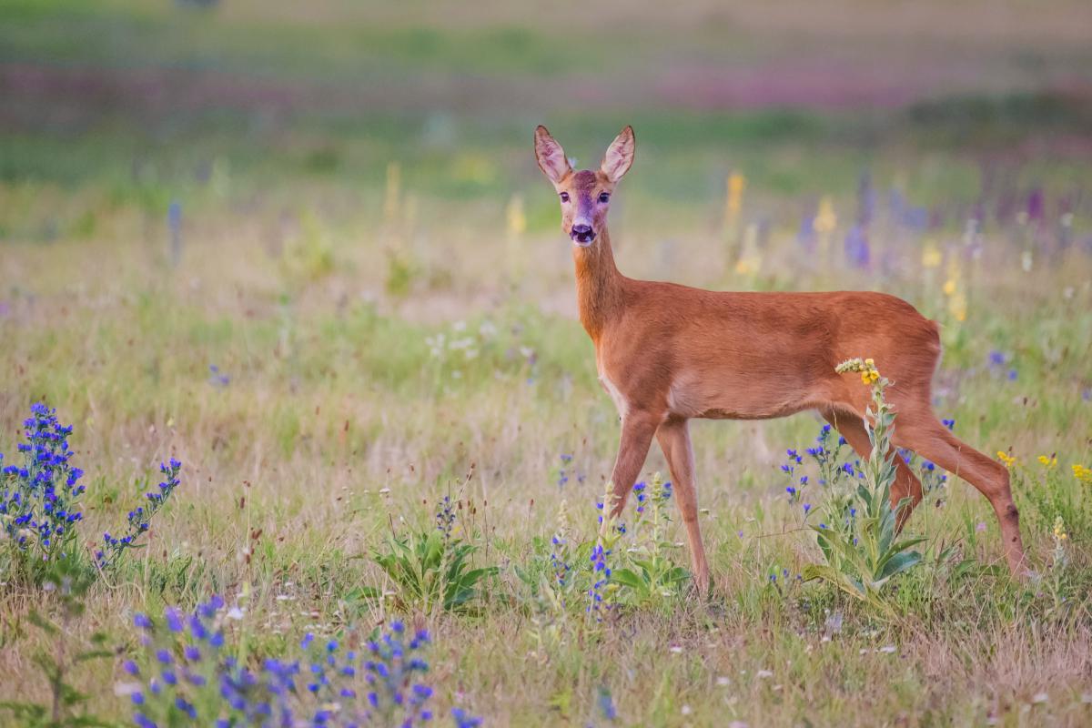 Gaál Zoltán Péter
