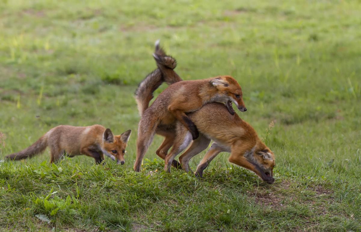 dr. Horváth Erzsébet