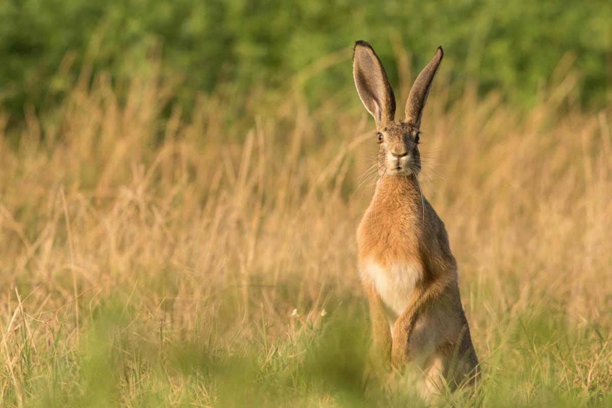 Koncz-Bisztricz Tamás
