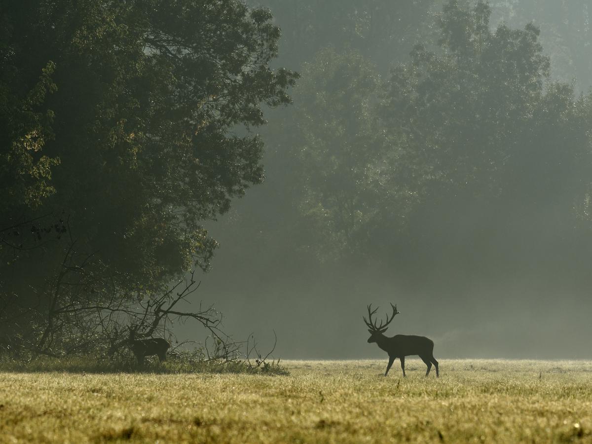 Násfayné Kőházi Mária
