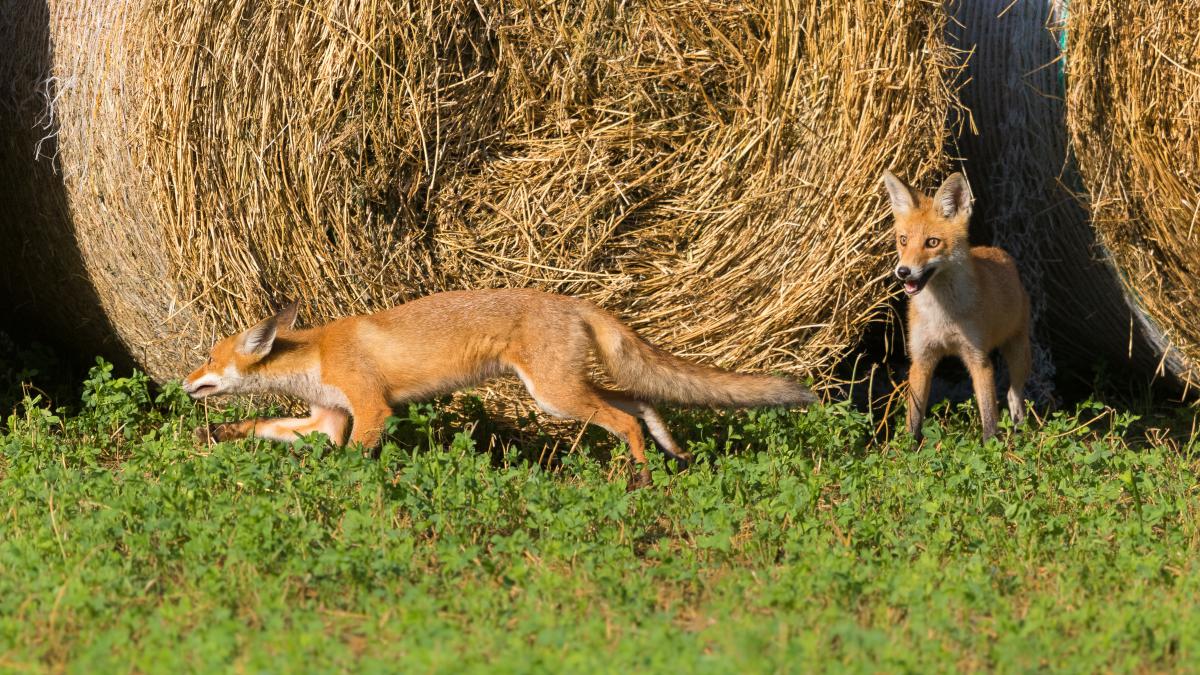 Koncz-Bisztricz Tamás