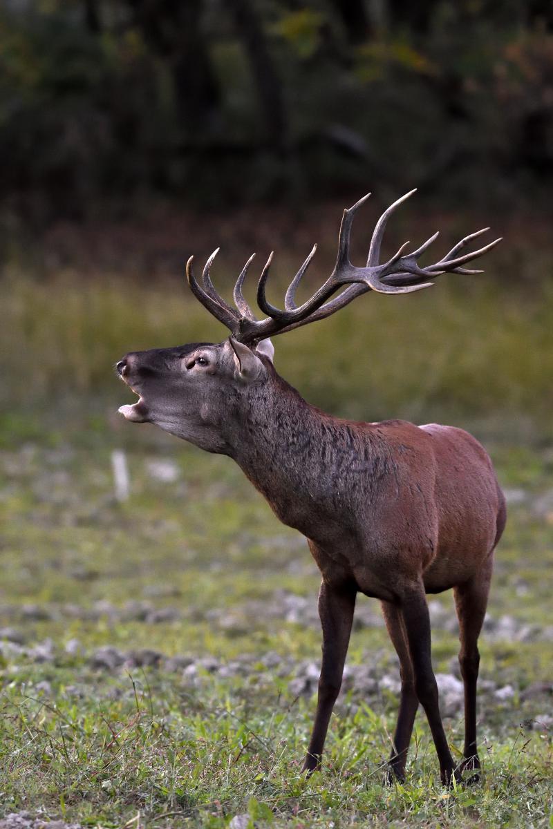 Násfayné Kőházi Mária