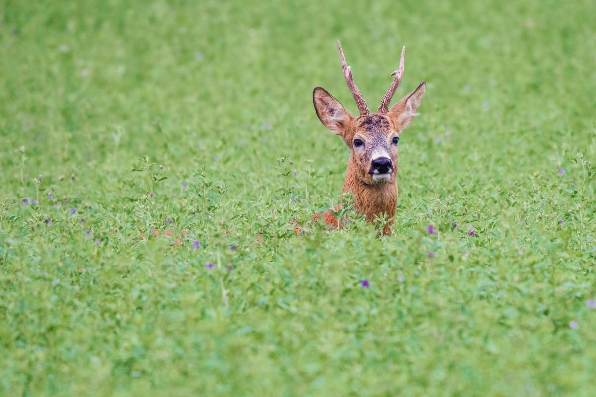 Gaál Zoltán Péter