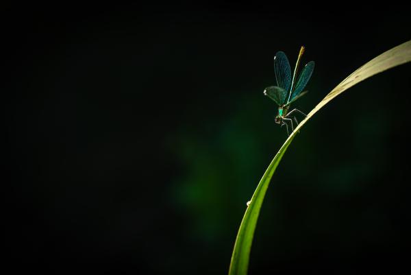 A zöld ruhás hölgy