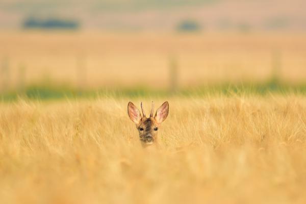Ki korán kel, aranyat lel..