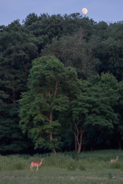 Dámok holdkelténél