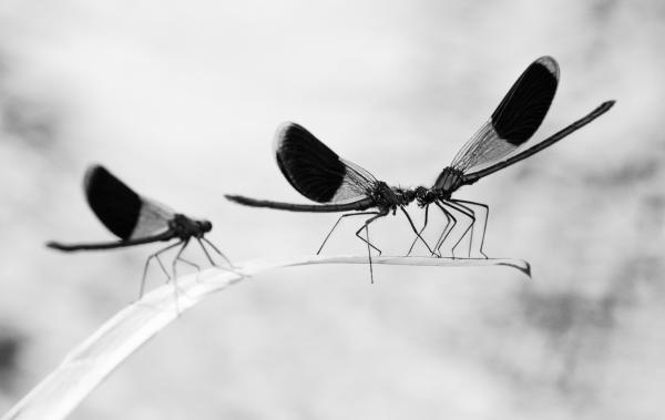 A felesleges harmadik