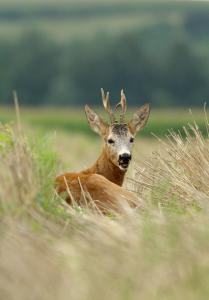 Elfekvőben Elfekvőben