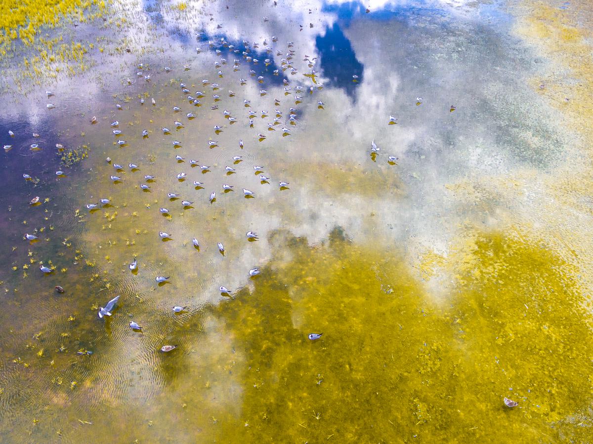 Koncz-Bisztricz Tamás