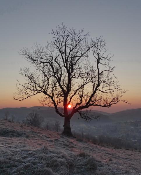 A felkelő Nap fája