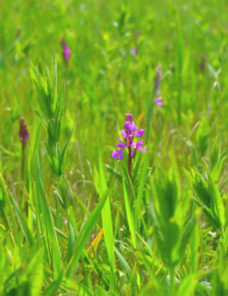 Csodaréti impresszionizmus