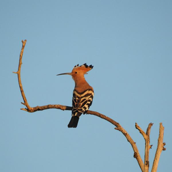 Egy szép hosszú ágon.