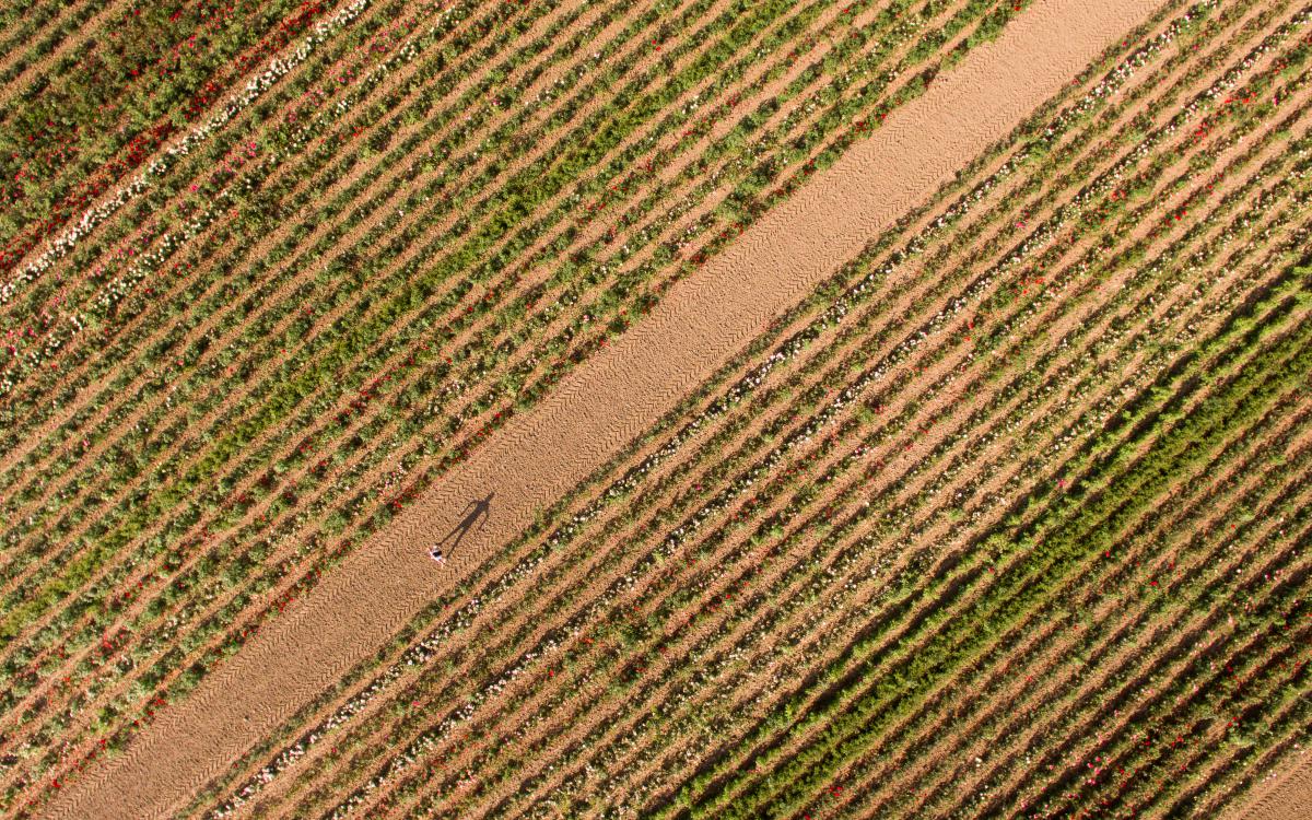 Koncz-Bisztricz Tamás