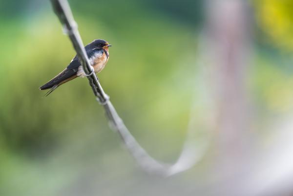 Tollas villanypásztor