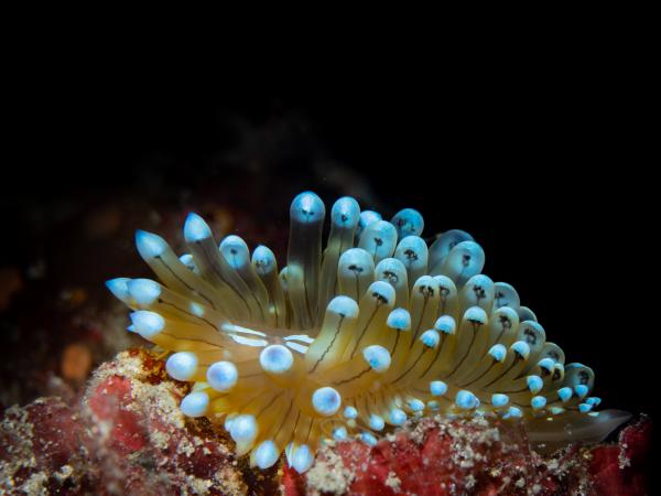 Csupaszkopoltyús csiga