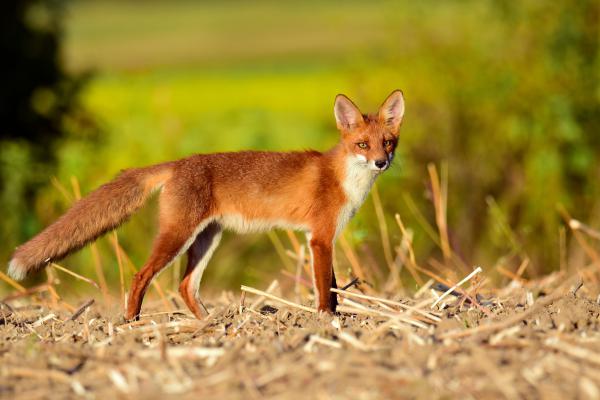 A szeme sem áll jól..