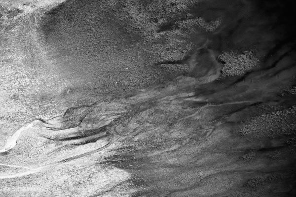 Symbiosis of black and white