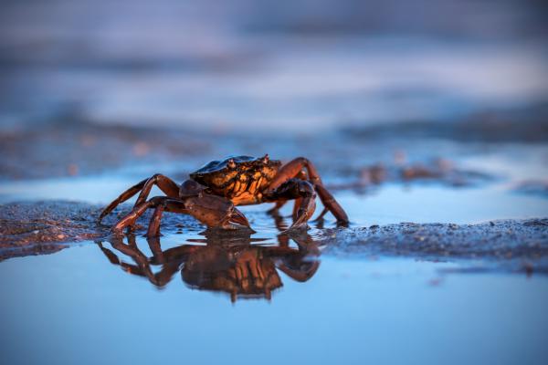 Utolsó fények a tengerparton