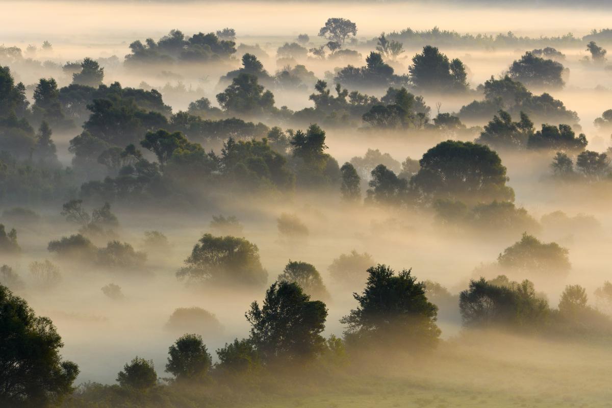 Násfayné Kőházi Mária