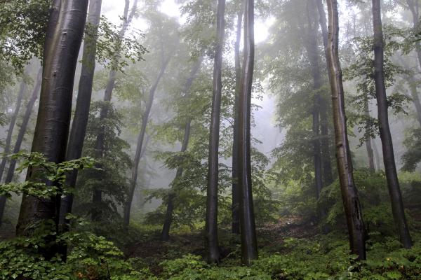 Eső áztatta bükkös