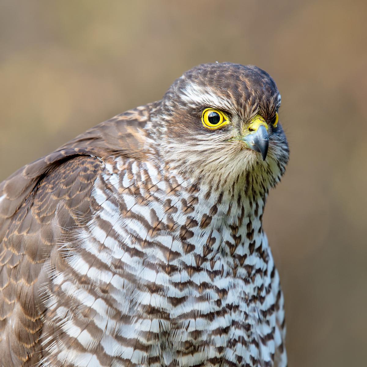 Gaál Zoltán Péter
