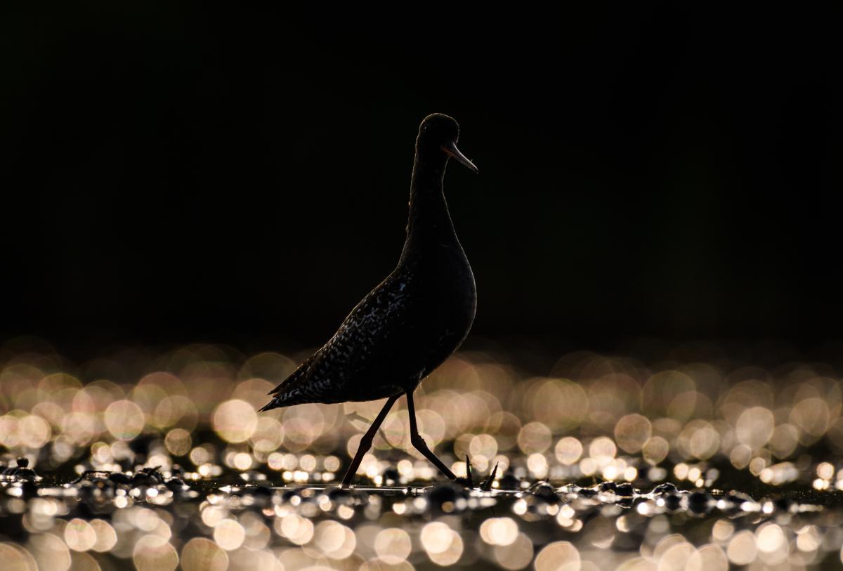 Szakolczai Krisztina