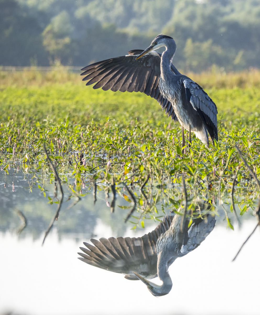 dr. Horváth Erzsébet