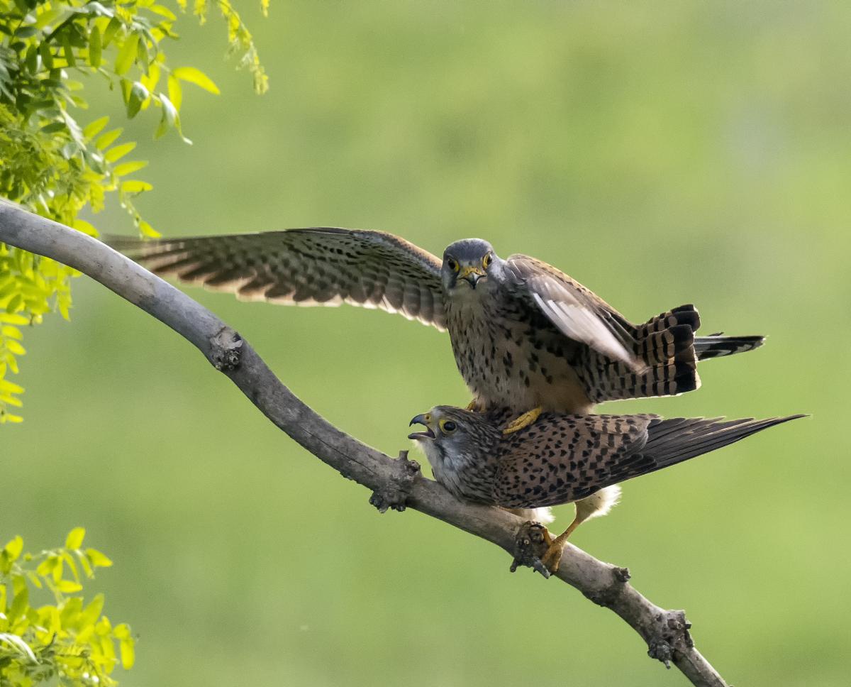 dr. Horváth Erzsébet