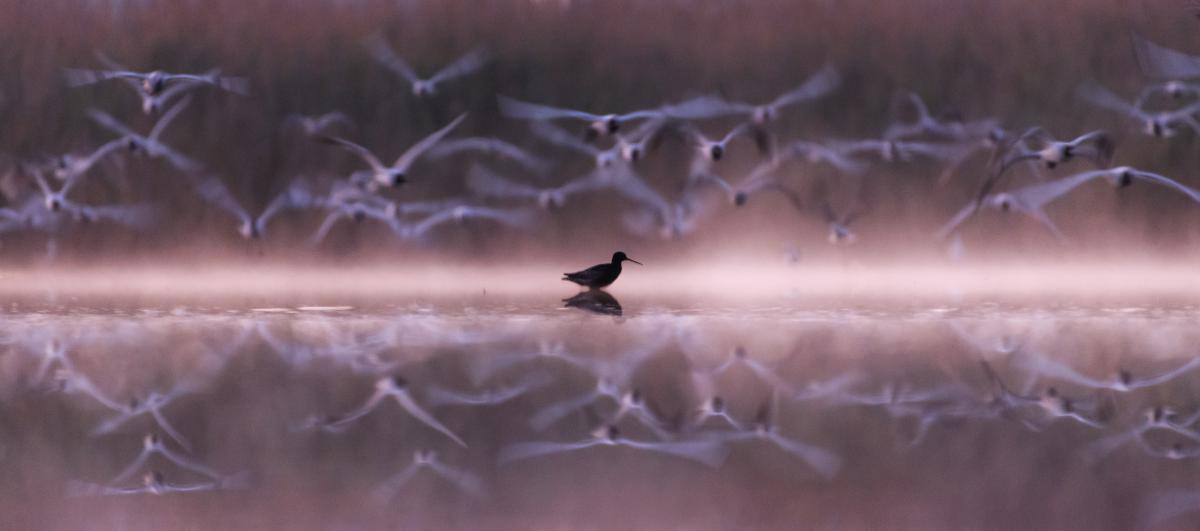 Szakolczai Krisztina